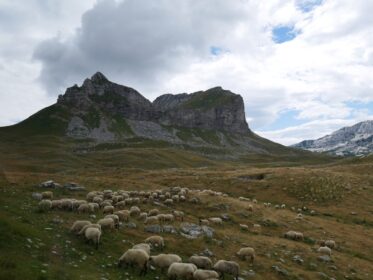Отара овець в Дурміторі, Чорногорія
