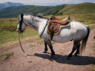 Екскурсія Джип Сафарі з Будви конячка
