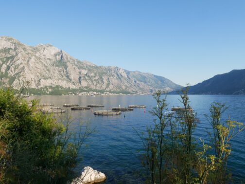 Oyster farms in the Bay of Kotor
